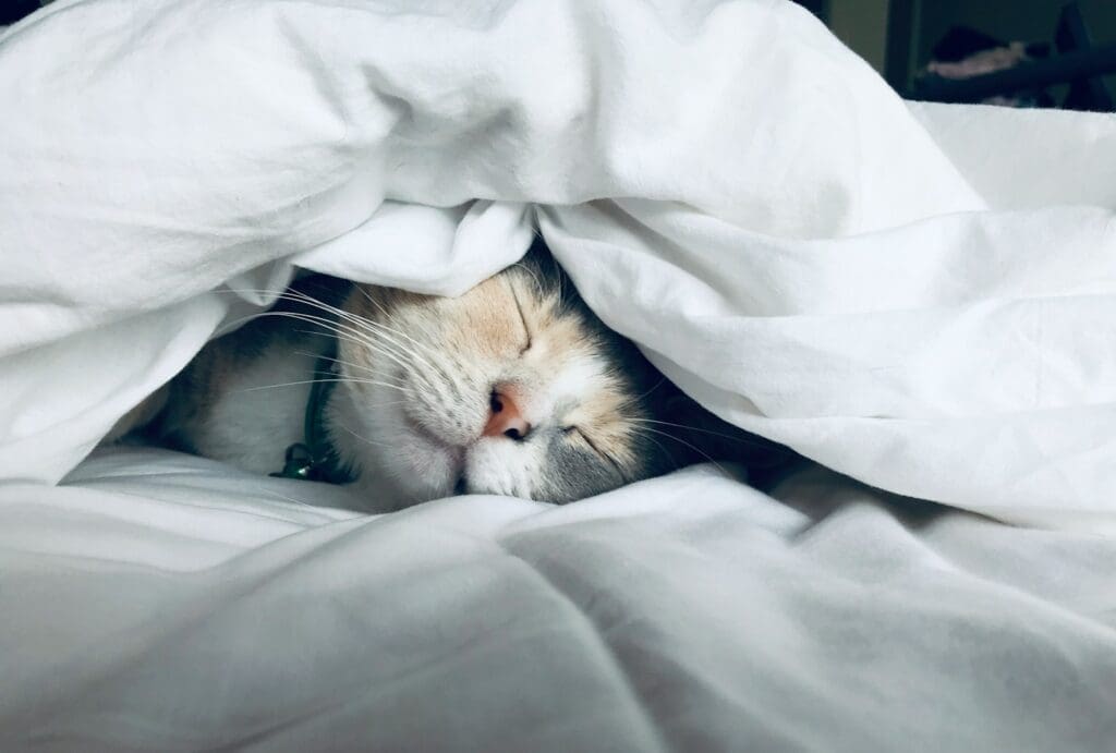 white cat sleeps under white comforter cold Sleep Temperature is important to get a good night sleep, and air conditioners help us get the perfect temperature for sleep Photo by Kate Stone Matheson